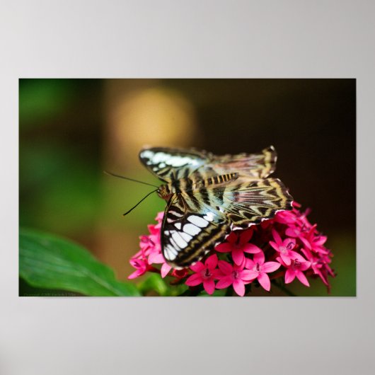 Clipper auf Pentas 3 Print Poster (Vorne)