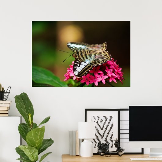 Clipper auf Pentas 3 Print Poster (Heimbüro)