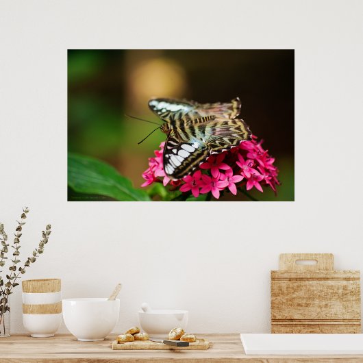 Clipper auf Pentas 3 Print Poster (Küche)