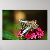 Clipper auf Pentas 3 Print Poster (Vorne)