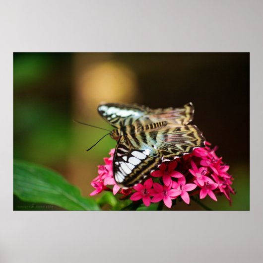 Clipper auf Pentas 3 Print Poster (Vorne)