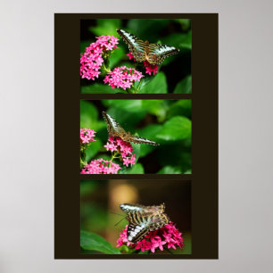 Clipper auf Pentas (Portrait) Druck Poster