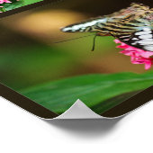 Clipper on Pentas (Portrait) Print Poster (Ecke)