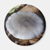Clitocybe nebularis Mushroom Magnet (Vorne)