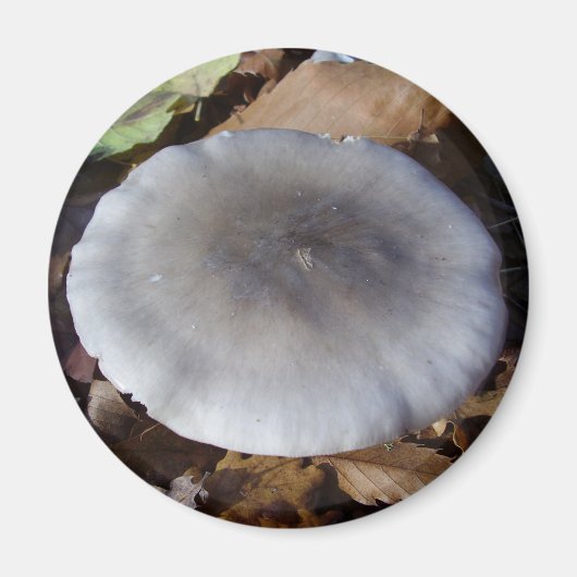 Clitocybe nebularis Mushroom Magnet (Vorne)