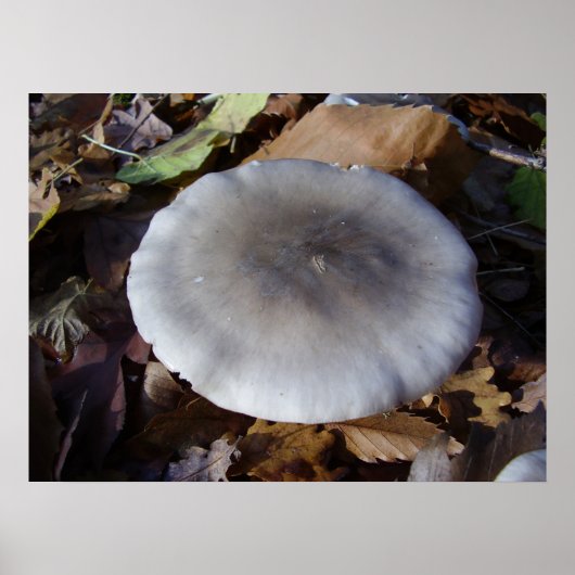 Clitocybe nebularis Mushroom Poster (Vorne)
