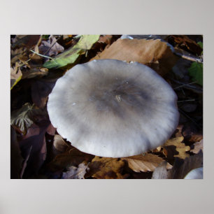 Clitocybe nebularis Pilzposter Poster