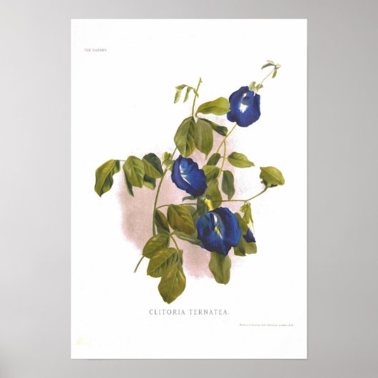 Clitoria ternatea poster (Vorne)