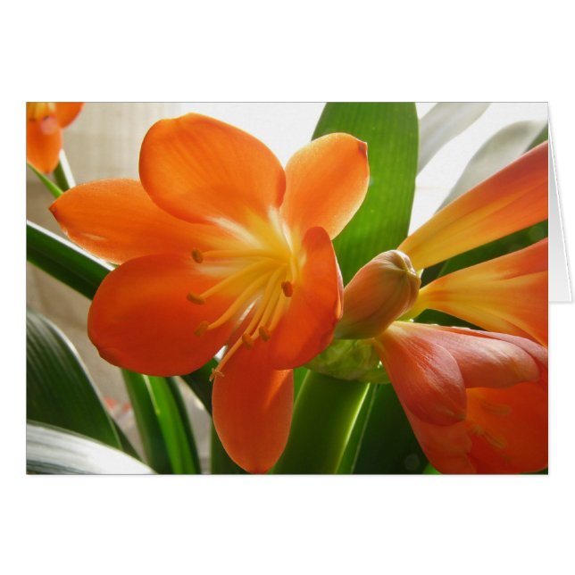 Clivia #1 (Vorderseite (Horizontal))