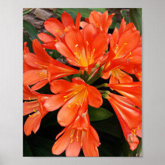 Clivia Miniata - Die Orange Schöne Blume Poster