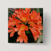 Clivia Miniata - Die wunderschöne Blume Button (Vorderseite)