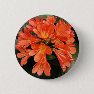 Clivia Miniata - Die wunderschöne Blume Button