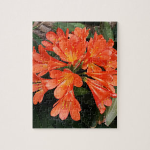 Clivia Miniata - Die wunderschöne Blume Puzzle