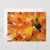 Clivia Miniata Postkarte (Vorne/Hinten)