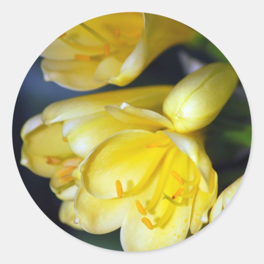 Clivia's Abundance Runder Aufkleber (Vorderseite)