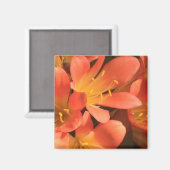 Clivias Pflanze Magnet (Vorderseite/Rückseite)