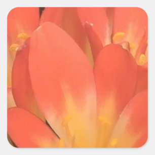 Clivias-Pflanze Quadratischer Aufkleber