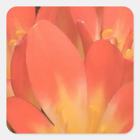 Clivias-Pflanze Quadratischer Aufkleber (Vorderseite)