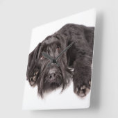 Clock Riesenschnauzer Quadratische Wanduhr (Winkel)