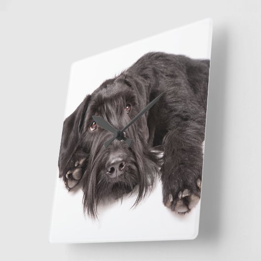 Clock Riesenschnauzer Quadratische Wanduhr (Winkel)