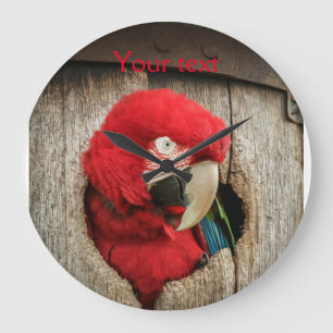 Clock with green wing macaw parrot in Barrel Große Wanduhr