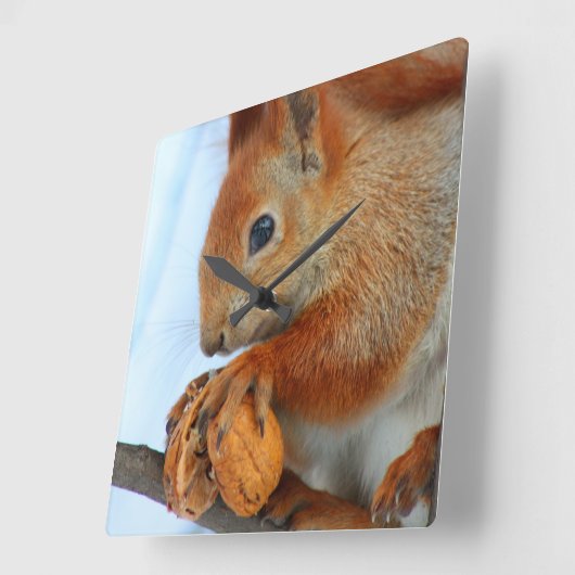 clock with squirrel quadratische wanduhr (Winkel)