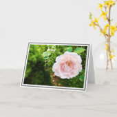 Close-up Delicate Pink Climbing Rose Green Foliage Karte (Gelbe Blume)