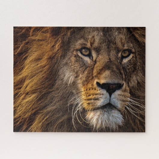 Close Up Lion, Adult Male Puzzle (Horizontal)