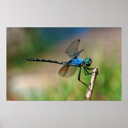 Close-Up Of A Blue Dragon Fly On A Branch Poster (Vorne)