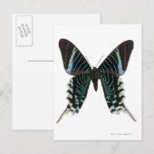 Close-up of a butterfly postkarte (Vorne/Hinten)