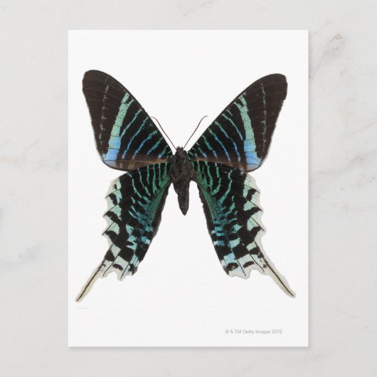 Close-up of a butterfly postkarte (Vorderseite)