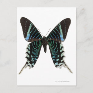 Close-up of a butterfly postkarte