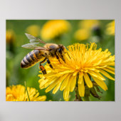 Close Up of a Honeybee Collecting Nectar Poster (Vorne)