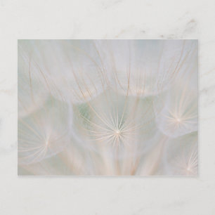 Close up of a seed head, Canada Postkarte