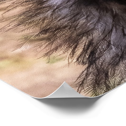 Close-up of an Emu Poster (Ecke)