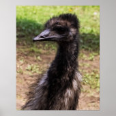 Close-up of an Emu Poster (Vorne)