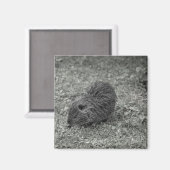 Close-up of baby nutria (Myocastor coypus) on fiel Magnet (Vorderseite/Rückseite)