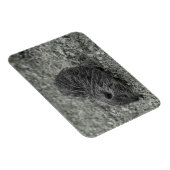 Close-up of baby nutria (Myocastor coypus) on fiel Magnet (Rechte Seite)