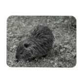 Close-up of baby nutria (Myocastor coypus) on fiel Magnet (Horizontal)