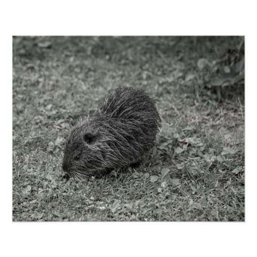 Close-up of baby nutria (Myocastor coypus) on fiel Poster (Vorderseite)