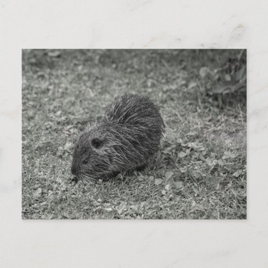 Close-up of baby nutria (Myocastor coypus) on fiel Postkarte (Vorderseite)