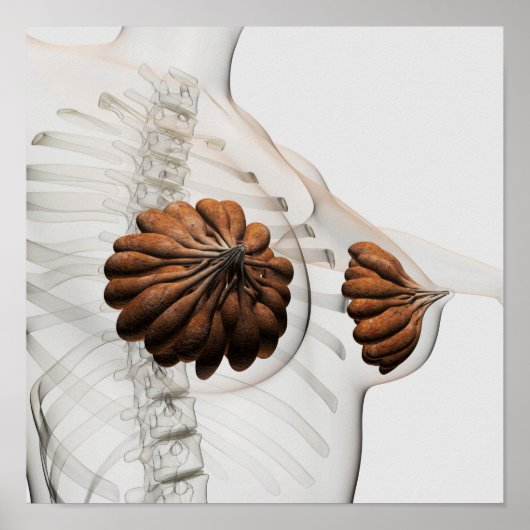 Close-Up Of  Female Mammary Glands Poster (Vorne)