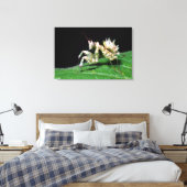 Close-Up Of Hottentot Mantis Leinwanddruck (Insitu (Schlafzimmer))