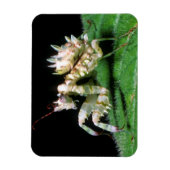 Close-Up Of Hottentot Mantis Magnet (Vertikal)
