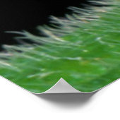 Close-Up Of Hottentot Mantis Poster (Ecke)