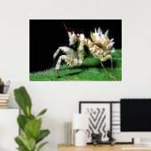 Close-Up Of Hottentot Mantis Poster (Heimbüro)