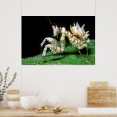 Close-Up Of Hottentot Mantis Poster (Küche)