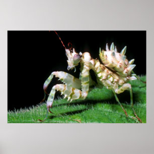 Close-Up Of Hottentot Mantis Poster