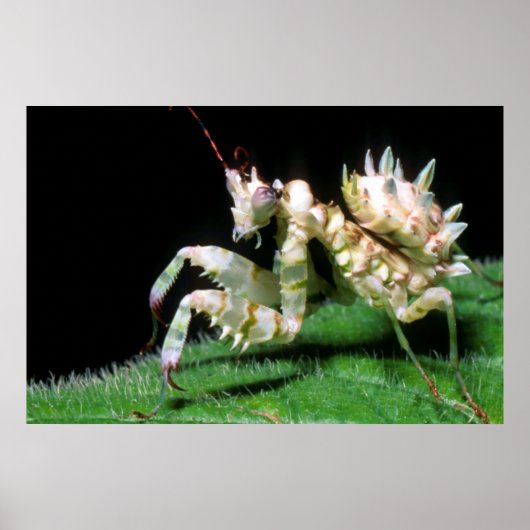 Close-Up Of Hottentot Mantis Poster (Vorne)