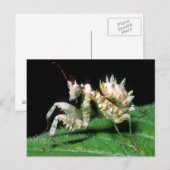 Close-Up Of Hottentot Mantis Postkarte (Vorne/Hinten)